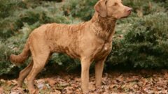 Chesapeake Bay Retriever Köpek Irkı Tüm Özellikleri, Genel Bakım ve Sağlık