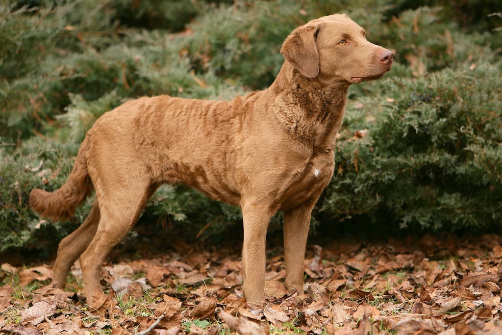 Chesapeake Bay Retriever Köpek Irkı Tüm Özellikleri, Genel Bakım ve Sağlık
