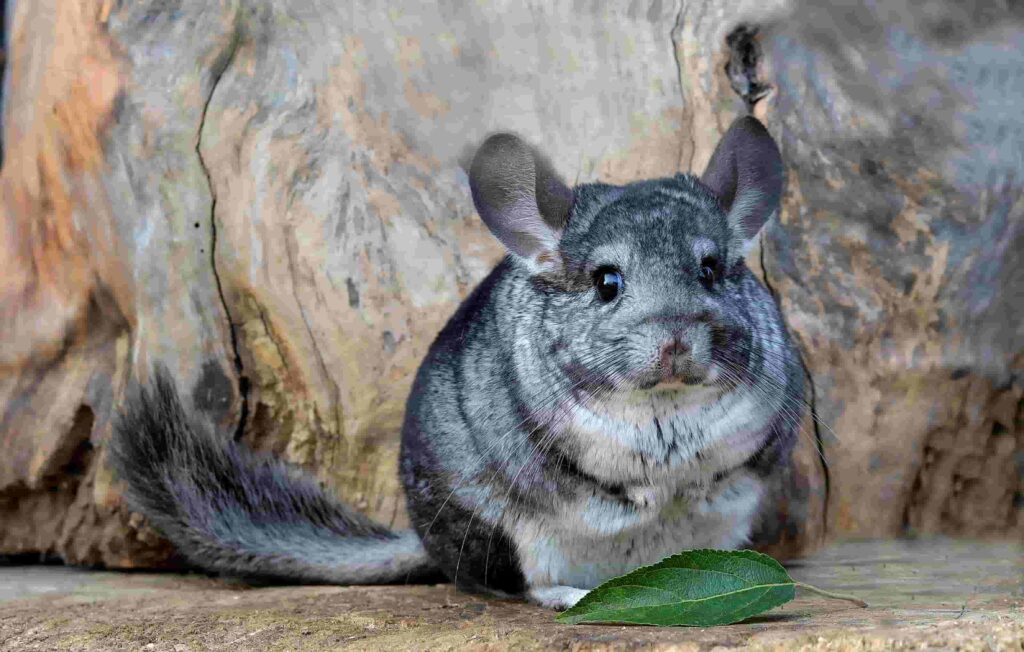 7 Maddede Chinchilla Bakım Rehberi