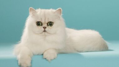 Chinchilla Kedi (Çinçilla) Irkı, Karakter Yapısı ve Özellikleri