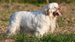Clumber Spaniel Köpek Irkı Özellikleri, Bakımı ve Beslenme