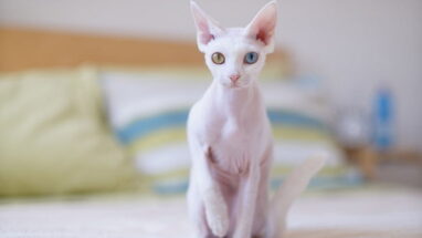 Cornish Rex Kedi Irkı Özellikleri ve Bakımı