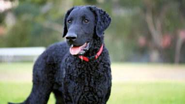 Curly Coated Retriever Köpek Irkı Özellikleri, Bakımı ve Beslenme