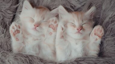 Yavru Kediler İçin Kedi Kumu Seçimi Nasıl Olmalıdır?