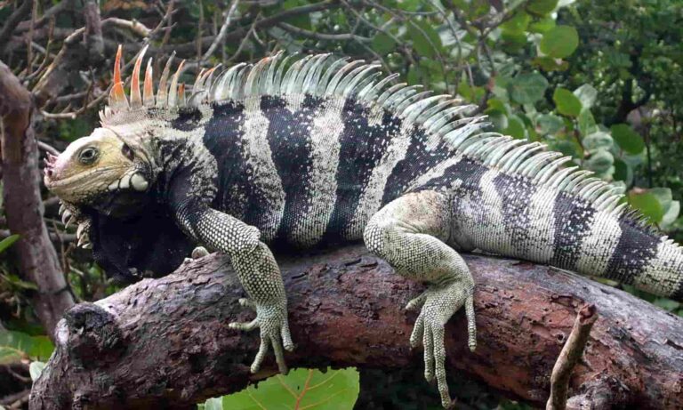 İguana Hakkında 22 Önemli Bilgi
