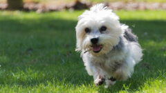 Dandie Dinmont Terrier Köpek Irkı Tüm Özellikleri, Genel Bakım ve Sağlık