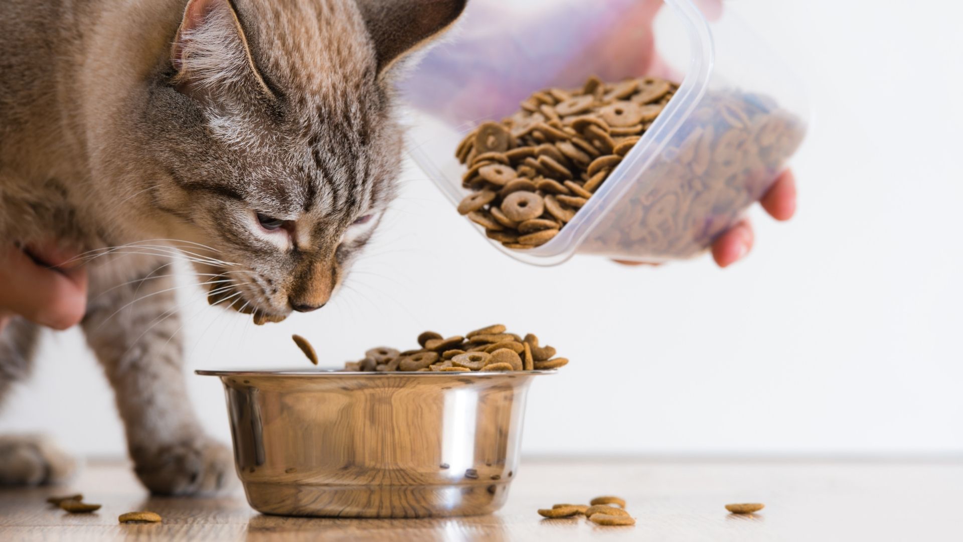 Kedi Mamasının Son Kullanma Tarihi Geçerse Ne Olur?