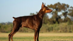 Doberman Pinscher Köpek Irkı Özellikleri, Bakımı ve Beslenme