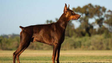 Doberman Pinscher Köpek Irkı Özellikleri, Bakımı ve Beslenme