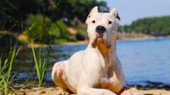 Dogo Arjantin Özellikleri Hakkında Önemli Bilgiler