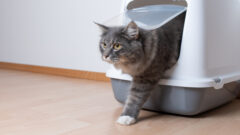 Doğru Kedi Kumu Seçimi Nasıl Olmalıdır?