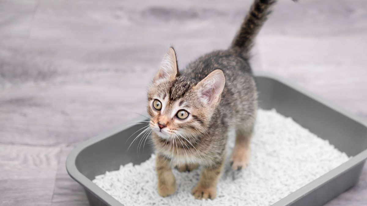 Doğru Kedi Kumu Seçimi Nasıl Olmalıdır?