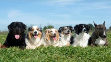 Dünyada Kaç Farklı Köpek Irkı Vardır?