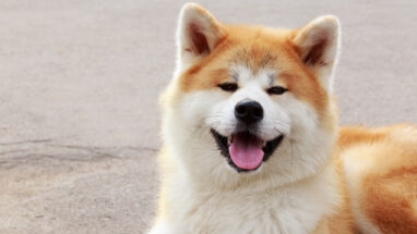 Köpekler Hakkında Şaşıracağınız 10 İlginç Bilgi