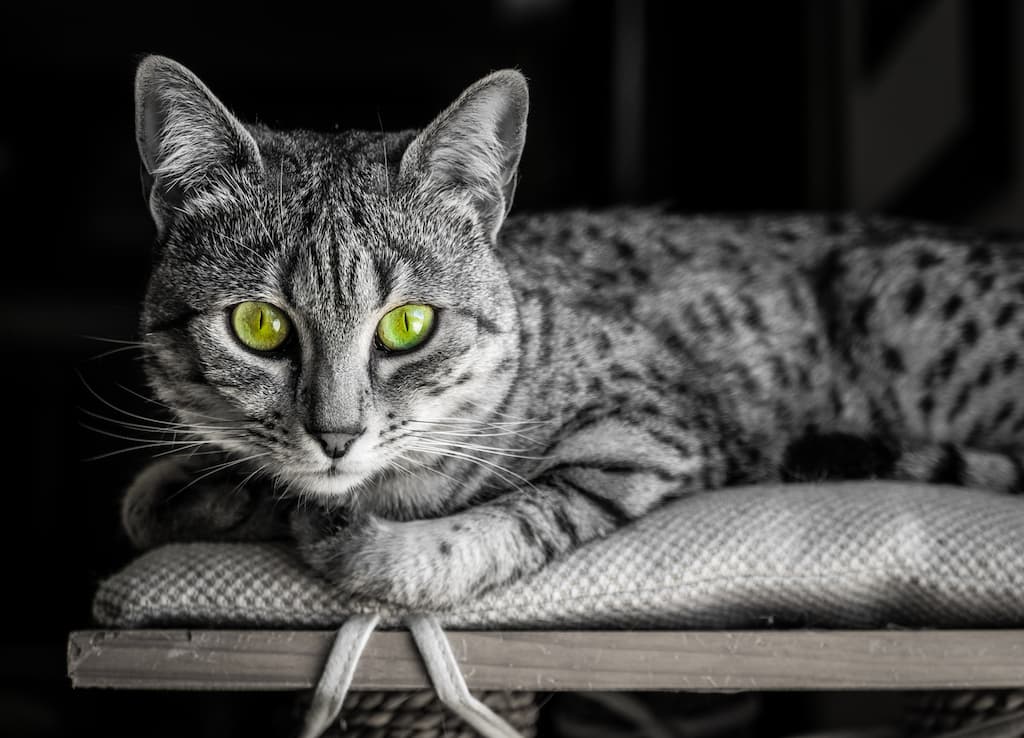 Egyptian Mau Kedi Irkı Özellikleri, Bakımı ve Beslenme İhtiyacı
