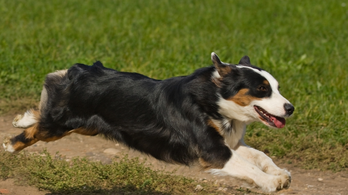 En Az Bilinen Köpek Irkları Hangileridir? En Az Bilinen Köpek Irkları Hangileridir?