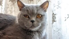 En Çok Tercih Edilen Kedi Cinsleri Hangileridir?
