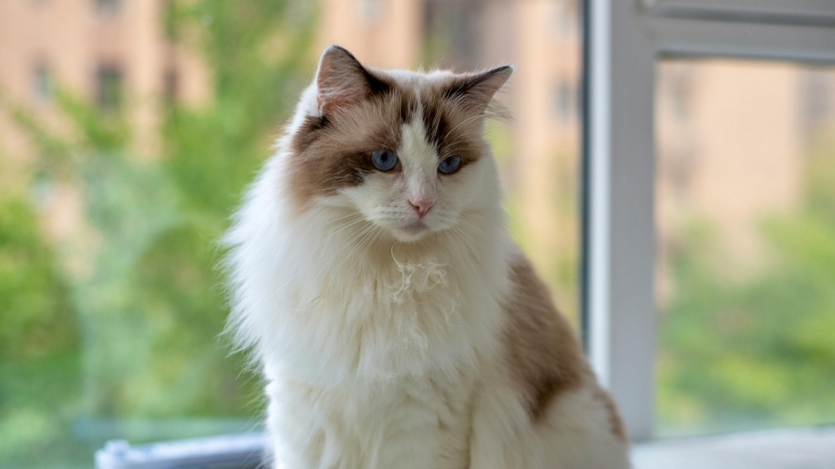 En Sakin ve Uysal Kedi Türleri Hangileridir?