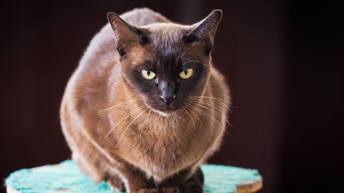 En Sakin ve Uysal Kedi Türleri Hangileridir?
