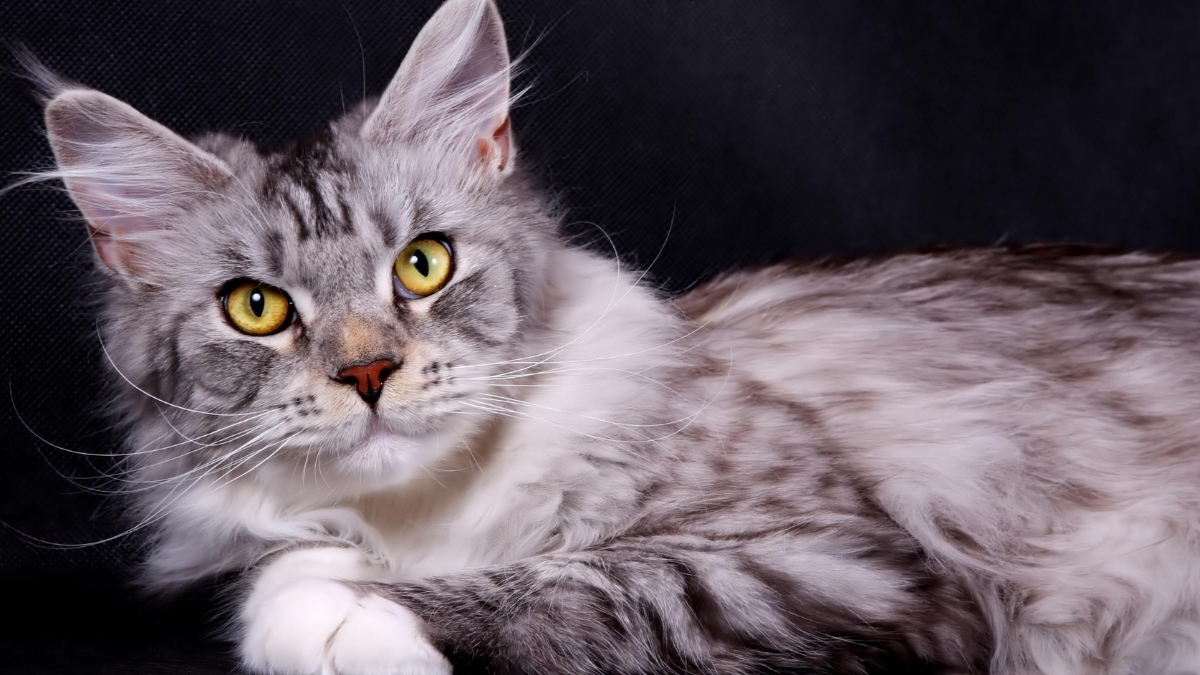 En Sakin ve Uysal Kedi Türleri Hangileridir?