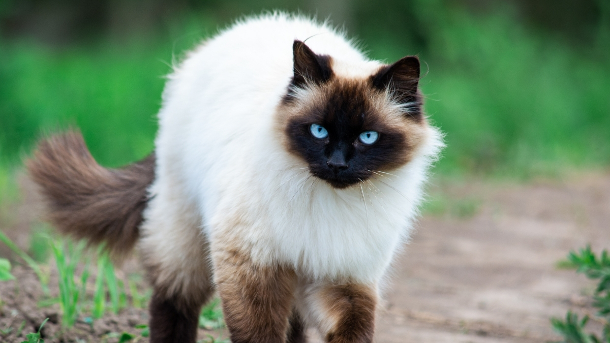 En Uzun Yaşayan 3 Kedi Irkı En Uzun Yaşayan 3 Kedi Irkı