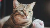 En Zeki 5 Kedi Irkı
