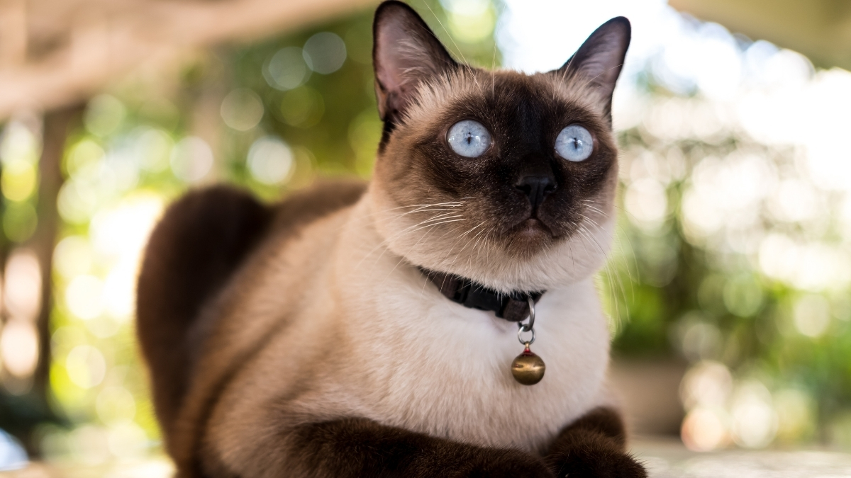 En Zeki 5 Kedi Irkı