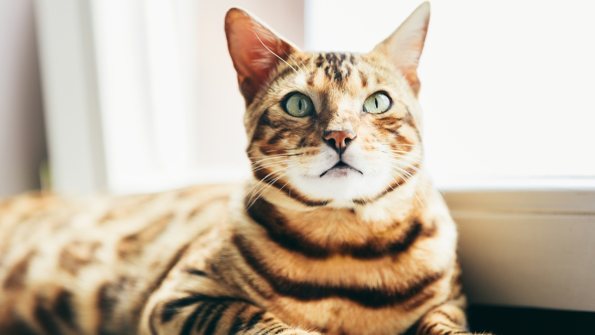 En Zeki 5 Kedi Irkı