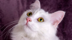 Evde Kedi Bakımının Temelleri
