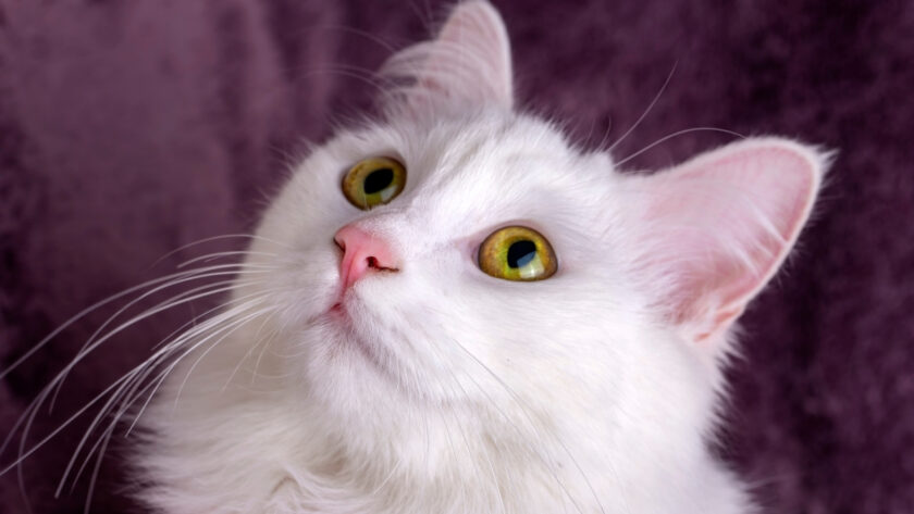 Evde Kedi Bakımının Temelleri