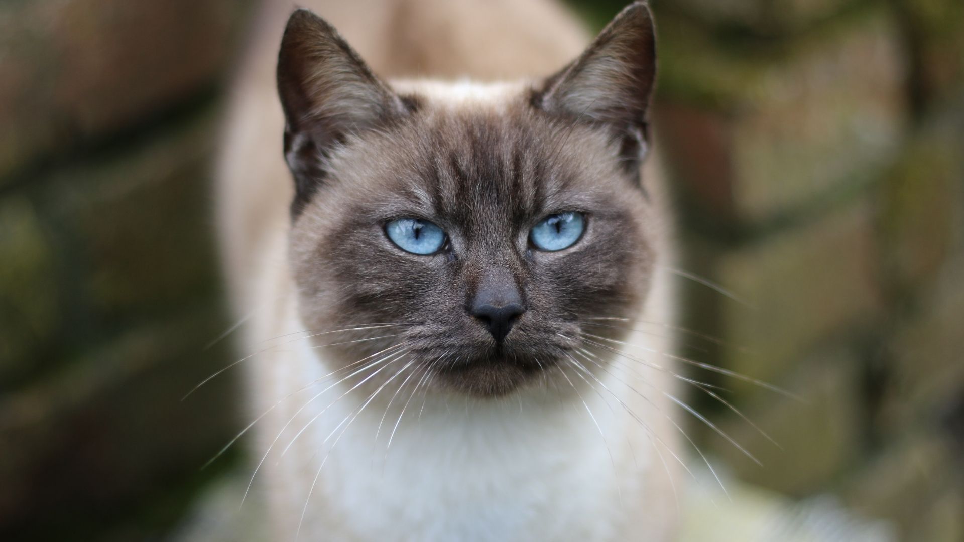 En Zeki Kedi Cinsleri Hangileridir?