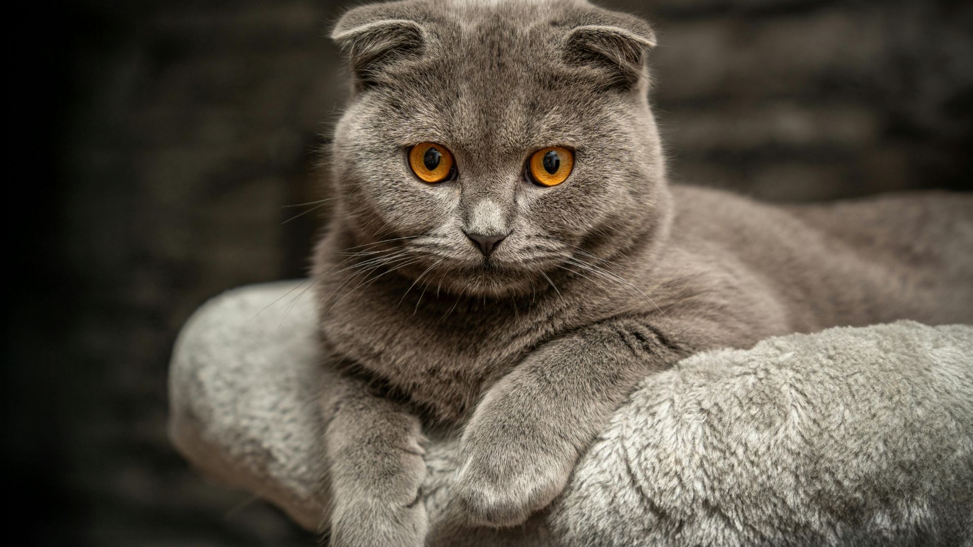 En Zeki Kedi Cinsleri Hangileridir?