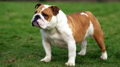 English Bulldog Köpek Irkı Özellikleri, Bakımı ve Beslenme