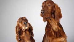 English Cocker Spaniel Köpek Irkı Tüm Özellikleri, Genel Bakım ve Sağlık