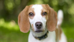 English Foxhound (İngiliz Tilki Tazısı) Köpek Irkı Özellikleri, Bakımı ve Beslenme