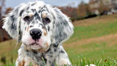English Setter (İngiliz Seteri) Köpek Irkı Özellikleri, Bakımı ve Beslenme