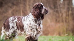 English Springer Spaniel Köpek Irkı Tüm Özellikleri, Genel Bakım ve Sağlık Tüyoları