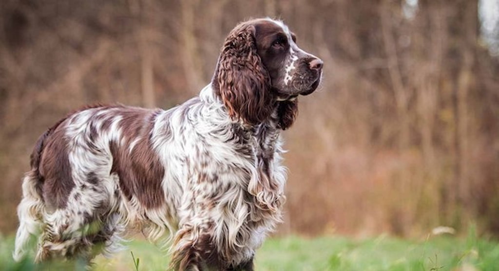 English Springer Spaniel Köpek Irkı Tüm Özellikleri, Genel Bakım ve Sağlık Tüyoları