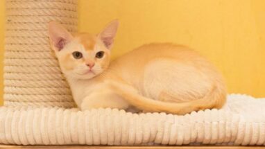 European Burmese Kedi Irkı Özellikleri ve Bakımı