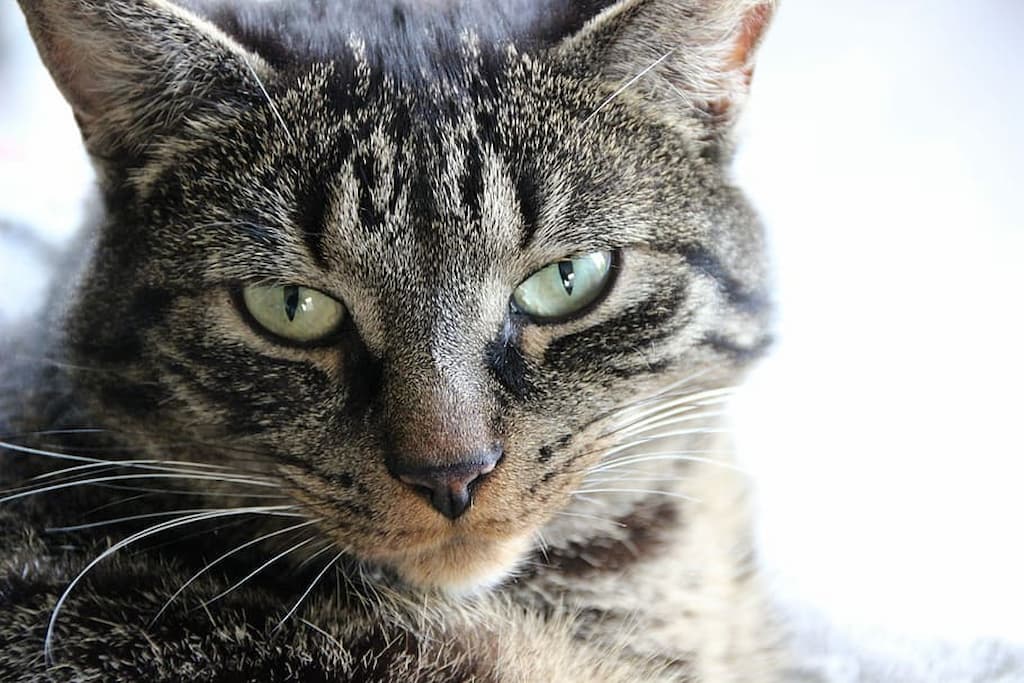 chat européen tigré roux et blanc