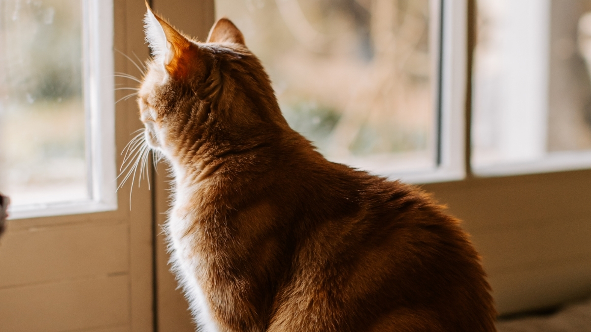 Evde Kedi Bakımının Temelleri