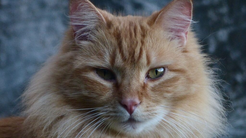 Evde Beslenebilecek En Popüler 5 Kedi Irkı