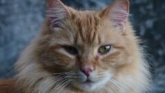Evde Beslenebilecek En Popüler 5 Kedi Irkı