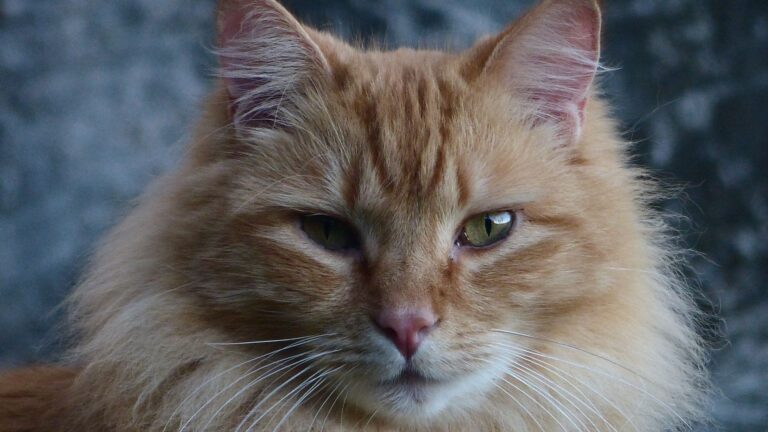 Evde Beslenebilecek En Popüler 5 Kedi Irkı