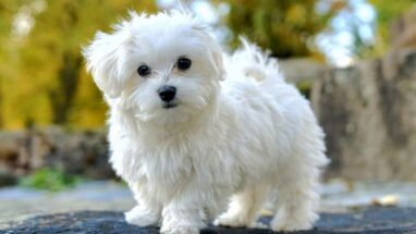 Fino Köpek Irkı Çeşitleri, Özellikleri