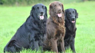 Flat Coated Köpek Irkı Özellikleri, Bakımı ve Beslenme