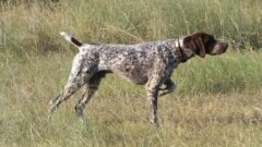 German Shorthaired Pointer Köpek Irkı Tüm Özellikleri, Genel Bakım ve Sağlık Tüyoları