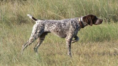German Shorthaired Pointer Köpek Irkı Tüm Özellikleri, Genel Bakım ve Sağlık Tüyoları