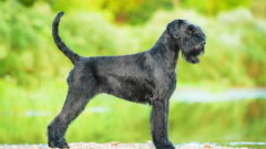 Giant Schnauzer (Dev Schnauzer) Köpek Irkı Özellikleri, Bakımı ve Beslenme
