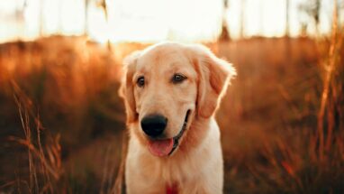 Golden Köpek (Golden Retriever) Genel Özellikleri ve Karakter Yapısı